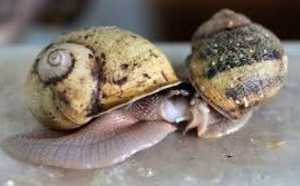 Le sexe des escargots perturbé par la peinture des bateaux