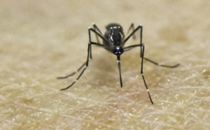 Zika en cause dans une infection du cerveau chez l'adulte