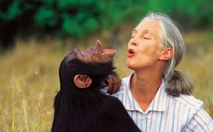 Jane Goodall, l'ambassadrice des chimpanzés