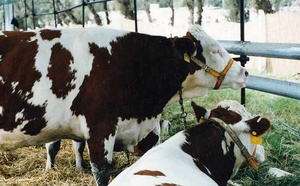 Les professionnels de l'élevage appelés à placer les nouveaux défis du secteur au cœur de leurs partenariats Les professionnels de l'élevage appelés à placer les nouveaux défis du secteur au cœur de leurs partenariats