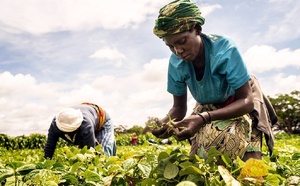 Comment le G20 peut contribuer à éradiquer la faim dans le monde