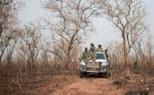 Sur les traces des derniers lions du Nigeria