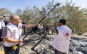 La récolte d’olives se poursuit à Al Qods avec le soutien de l’Agence Bayt Mal Al-Qods Acharif