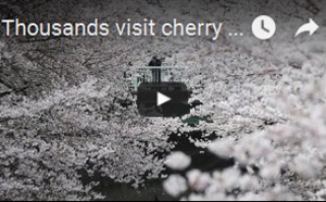 Des milliers visitent les fleurs de cerisier dans le parc Tokyo