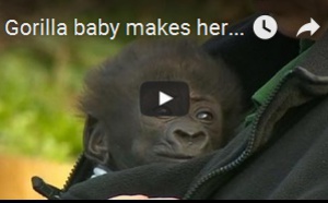 Le premier gorille né par césarienne au Royaume-Uni