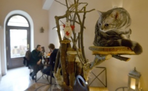 Les chats brisent la glace aux cafés à Prague
