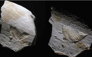 Insolite : Gravé il y a 35.000 ans