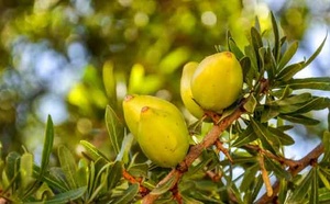 L'arganier, un savoir-faire né dans la région d'Essaouira depuis plus de 150.000 ans