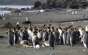 Manchots d'Antarctique recherchent crevettes