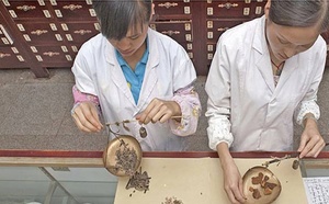 L’OMS veut encadrer la médecine traditionnelle sans l’opposer à la science