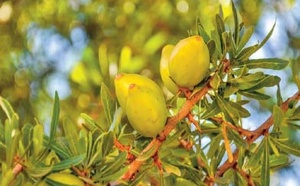 Agadir célèbre l'arganier, un arbre emblématique du Maroc