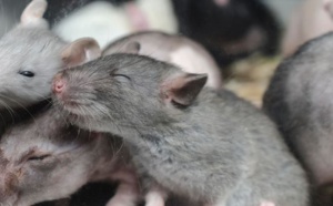 Des souris bègues pour percer le mystère du bégaiement humain
