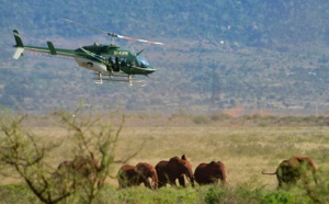 Des colliers GPS pour suivre les éléphants et les protéger d'un chemin de fer au Kenya