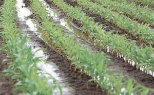 Région Béni Mellal-Khénifra : Les récentes précipitations augurent d’une bonne saison agricole