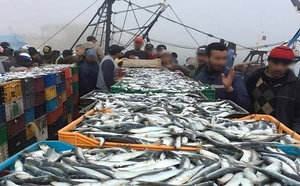 Trop cher poisson. Tu nous manques tant !