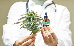 Le Maroc avance ses pions dans le médicament à base de cannabis
