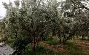 Appel à l’intégration des bio-solutions dans les plans de lutte contre le changement climatique