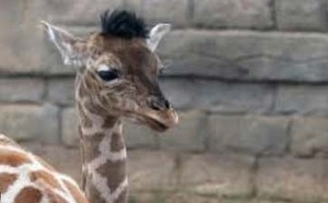 Naissance d'un bébé girafe à Mohammedia