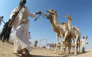 Au Qatar, des chameaux graines de champions
