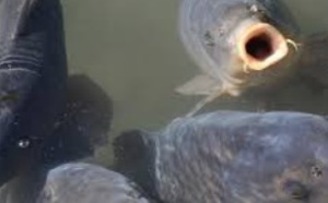 Insolite : Eradication des carpes