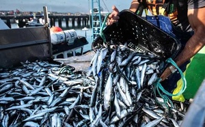Fermeture de la zone sud (stock C) à la pêche jusqu’à la fin de juin