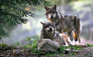 Autoriser des abattages de loups renforce  le braconnage