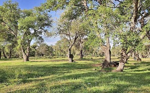 Aucun abattage massif d'arbres de la forêt de Maâmora : Les travaux en cours visent le nettoiement post-intempéries