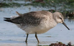 Le réchauffement réduit la taille et la morphologie d'oiseaux
