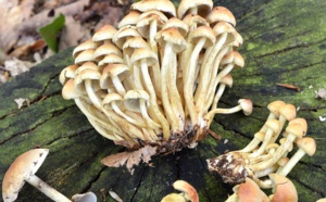 Des champignons hallucinogènes pour combattre la dépression