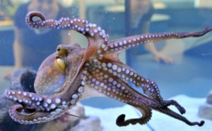 Explosion du nombre de céphalopodes dans les océans