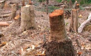 La Casamance menacée de déforestation d'ici deux ans
