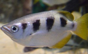 Insolite : Un poisson qui a l'œil