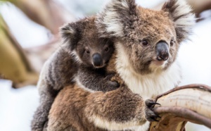 Le koala australien vit des heures bien sombres