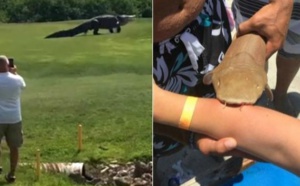 Insolite :  "Florida Man"