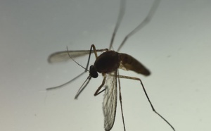 Lâcher des moustiques OGM dans la nature