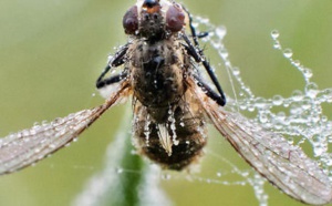 Découverte d'une nouvelle espèce de mouche