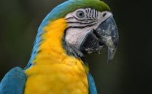Petite cervelle mais grandes habilités : Les oiseaux dopés par leurs neurones