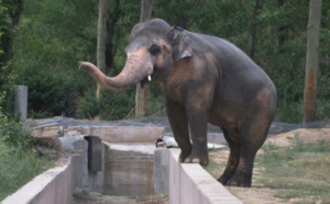 Emoi au Pakistan sur le sort d'un éléphant en captivité