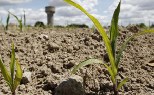 Dame nature pénalise la céréaliculture nationale