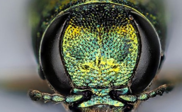Un minuscule insecte tue des millions d'arbres en Amérique du Nord
