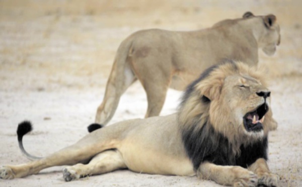 Pourquoi la mort du lion Cecil a provoqué un deuil planétaire