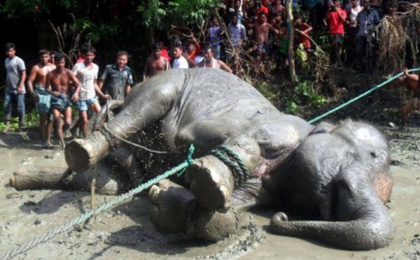 Insolite : Eléphant