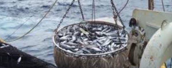Chasse, pêche, agriculture: des ennemies de la biodiversité pires que le réchauffement
