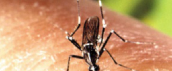 Le Zika pourrait aussi attaquer le cerveau adulte