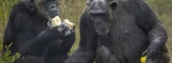 Les chimpanzés préfèrent coopérer qu'être en compétition