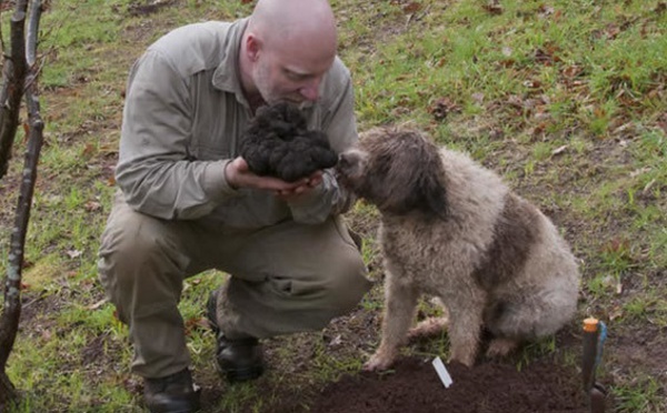 Insolite  : Grosse truffe