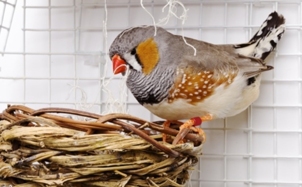 Pourquoi des oiseaux chantent à leurs œufs