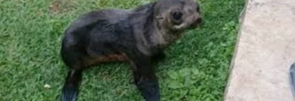 Insolite : Otarie égarée
