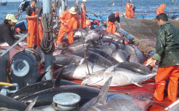 Hausse de 7% des  débarquements de la pêche côtière et  artisanale à fin août 2016