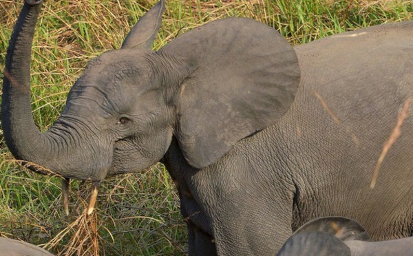 Déclin des éléphants des savanes